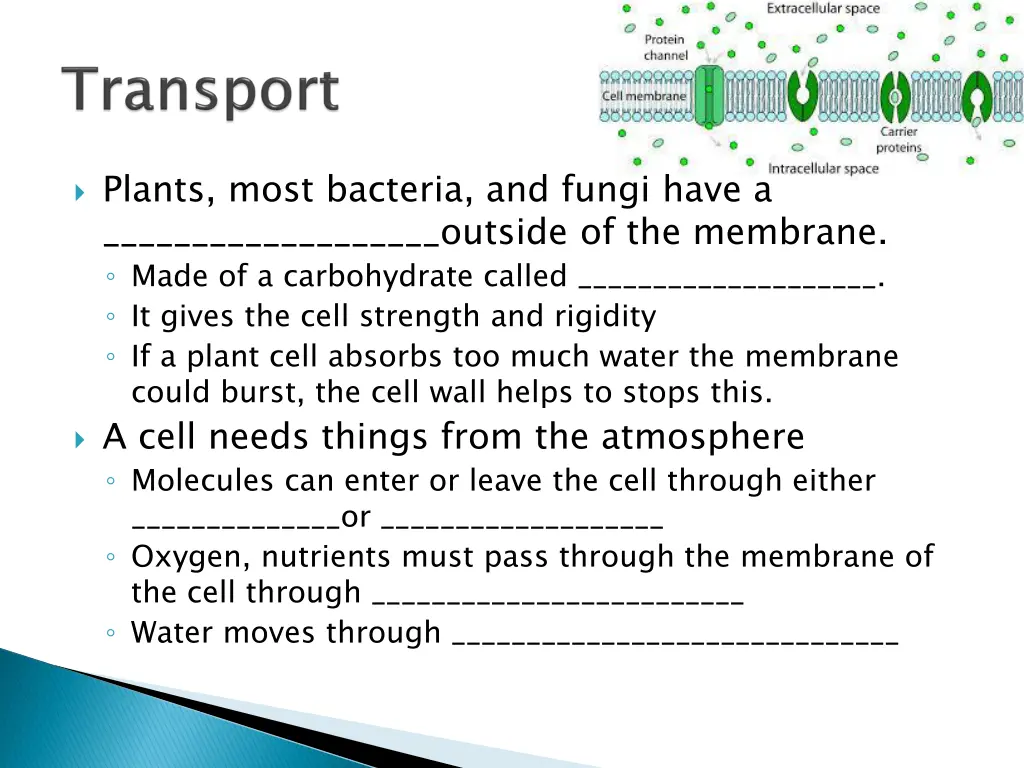 plants most bacteria and fungi have a outside