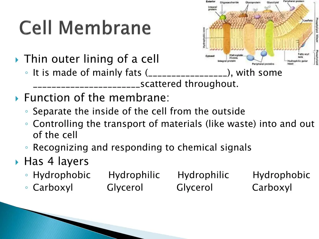 thin outer lining of a cell it is made of mainly