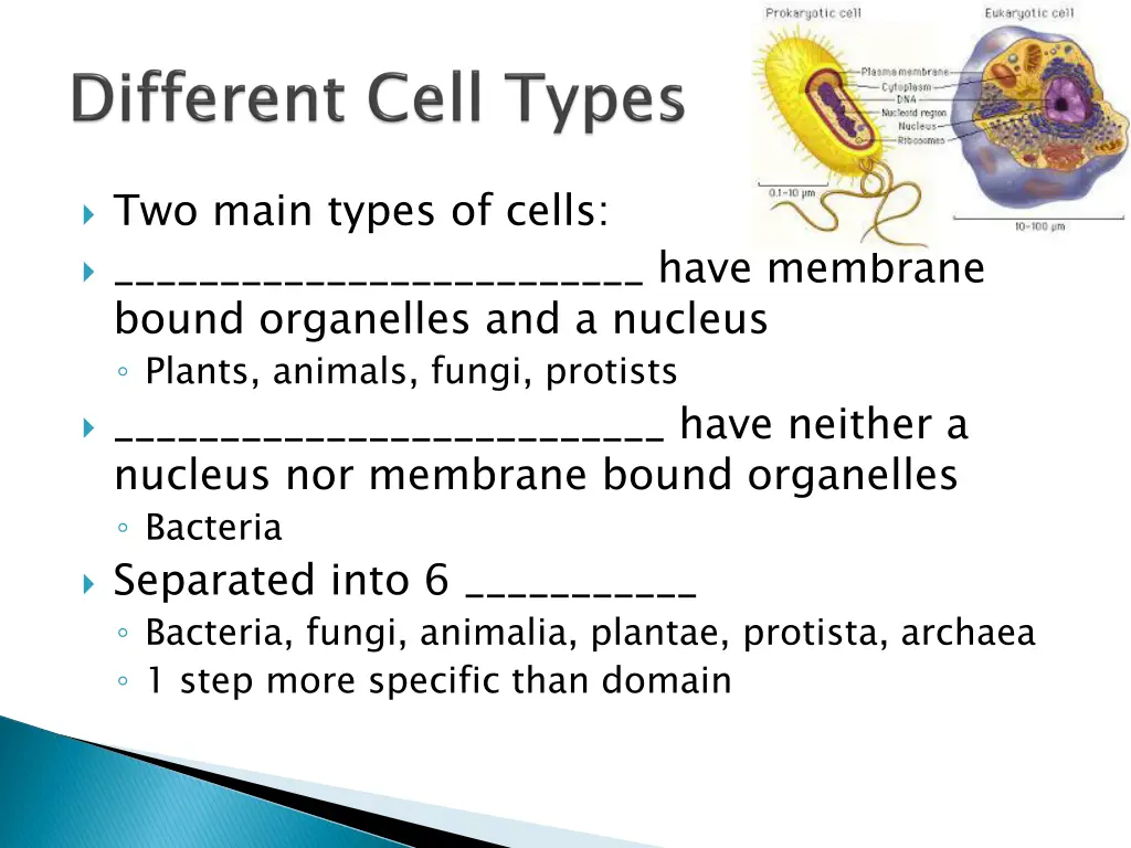two main types of cells have membrane bound