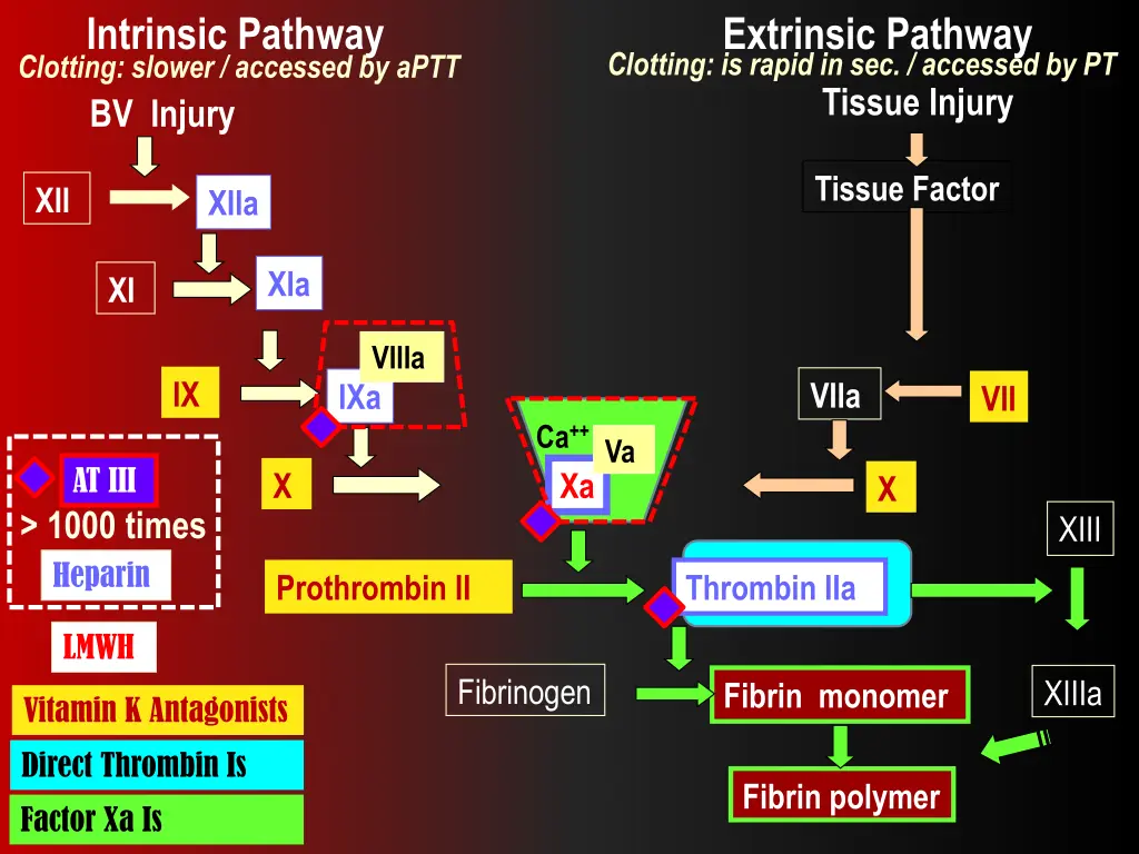 intrinsic pathway clotting slower accessed by aptt