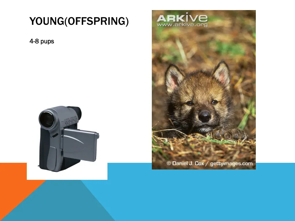 young offspring