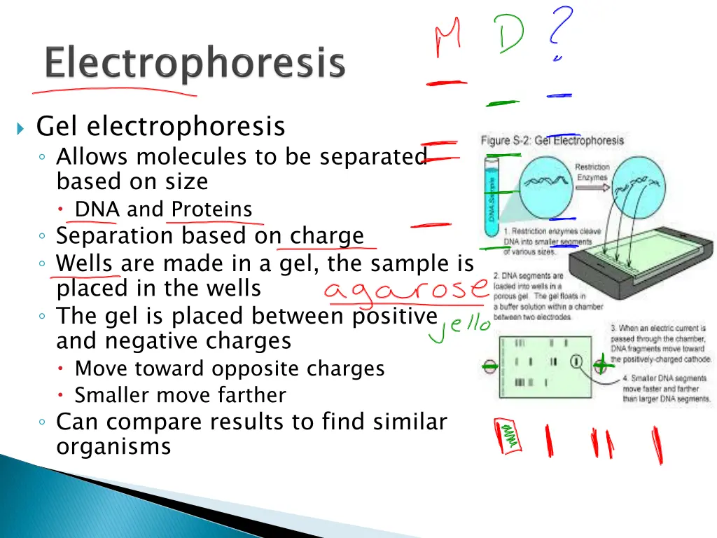 gel electrophoresis allows molecules
