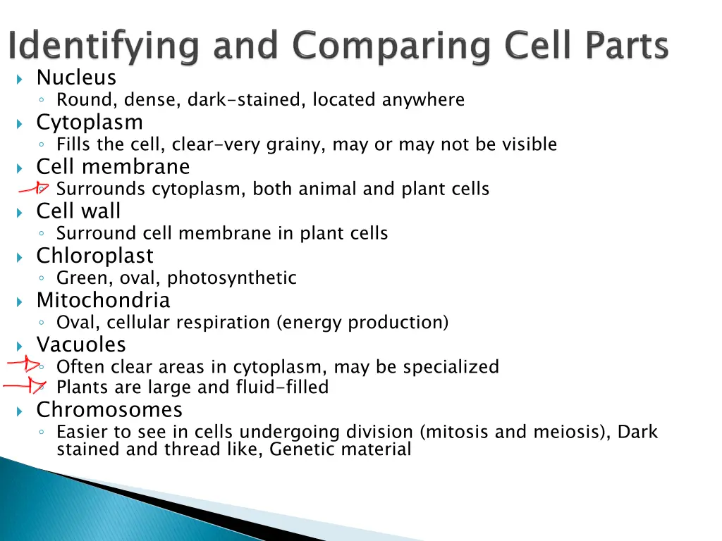nucleus round dense dark stained located anywhere