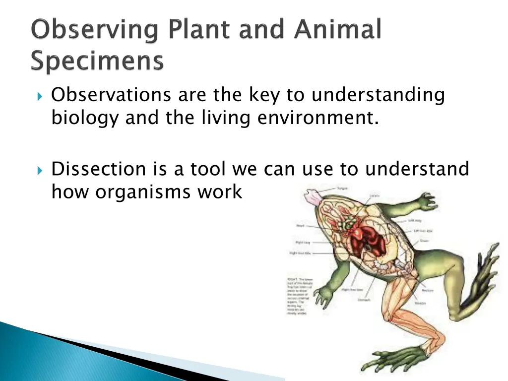 observations are the key to understanding biology