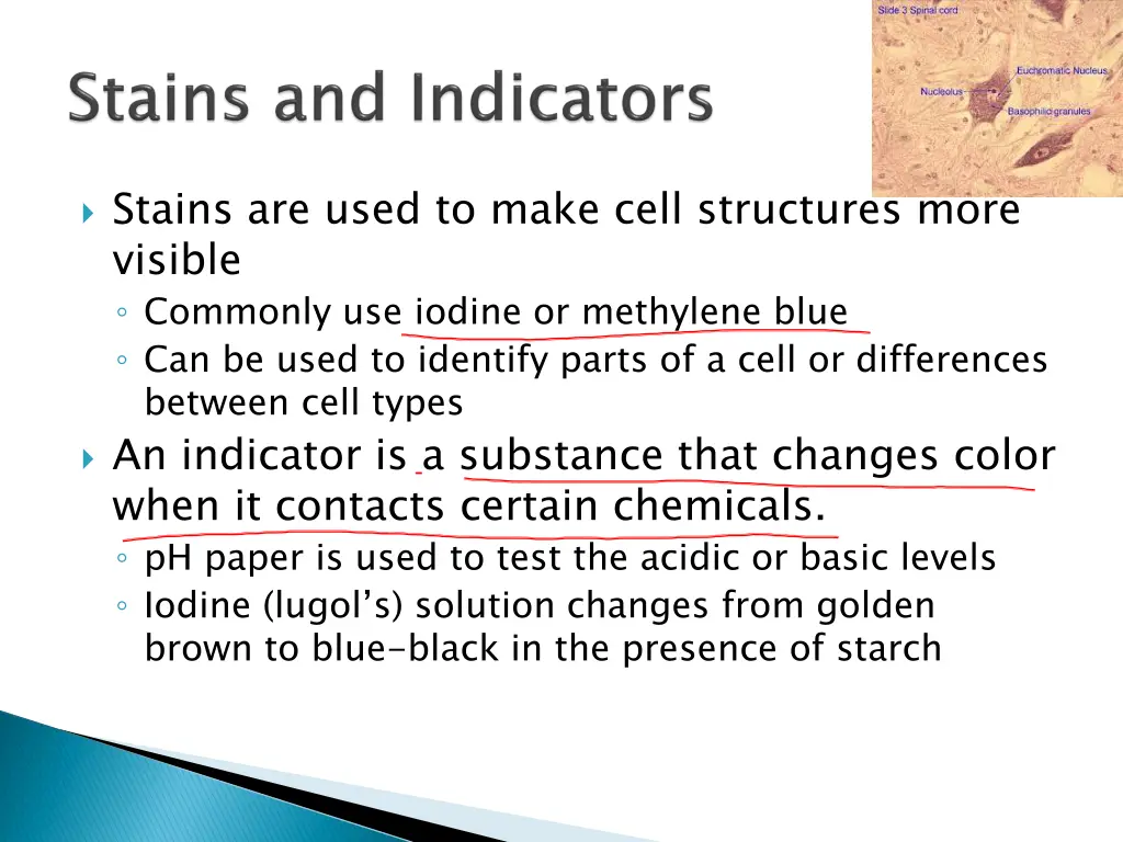 stains are used to make cell structures more