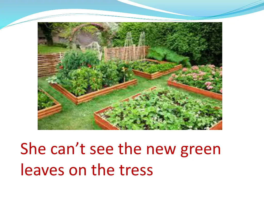 she can t see the new green leaves on the tress