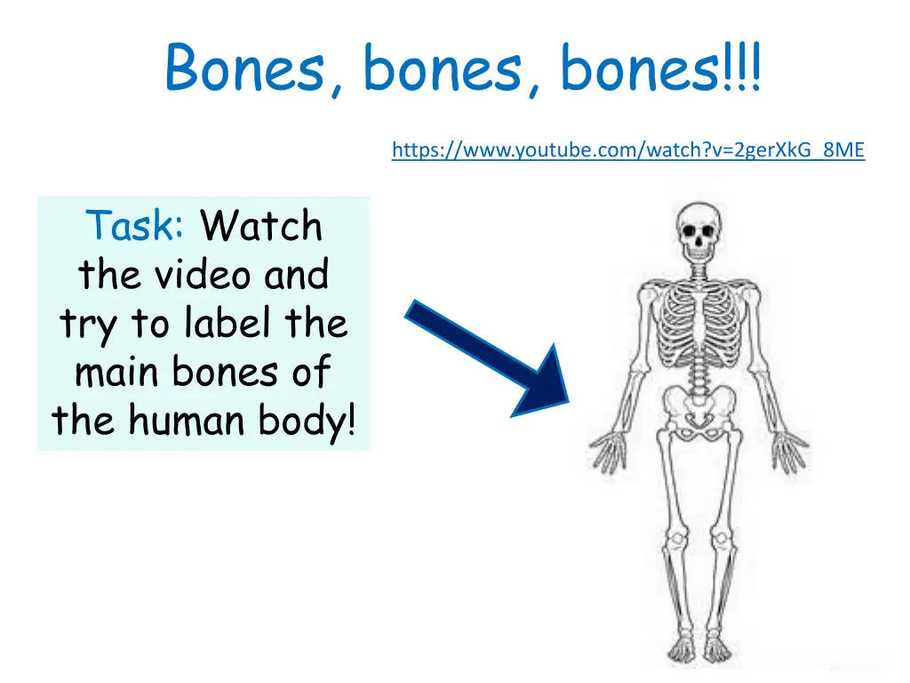 bones bones bones