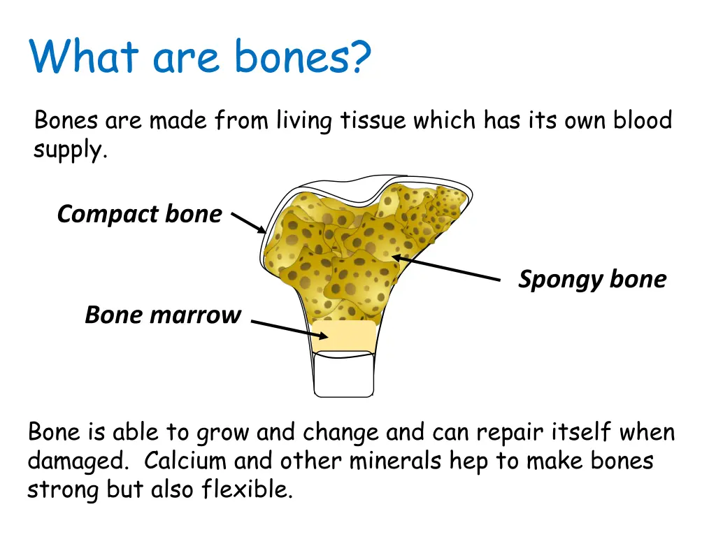 what are bones