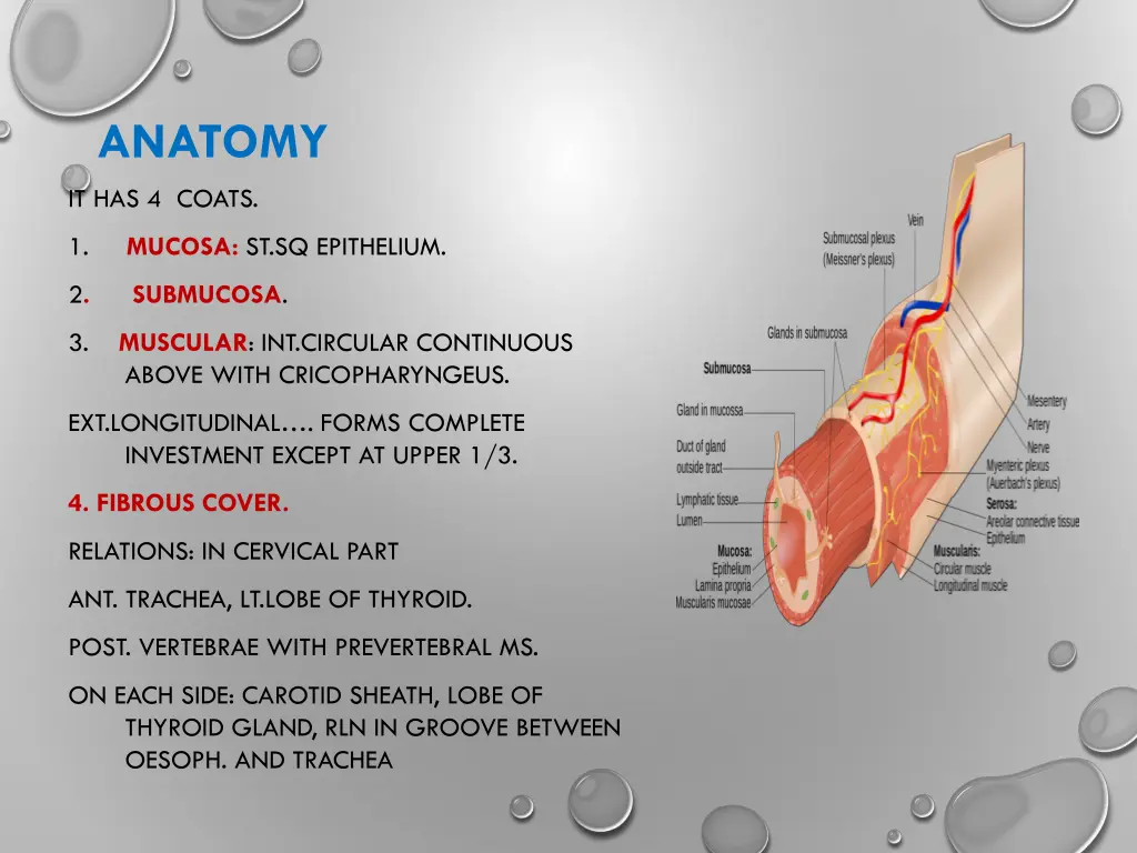 anatomy 1