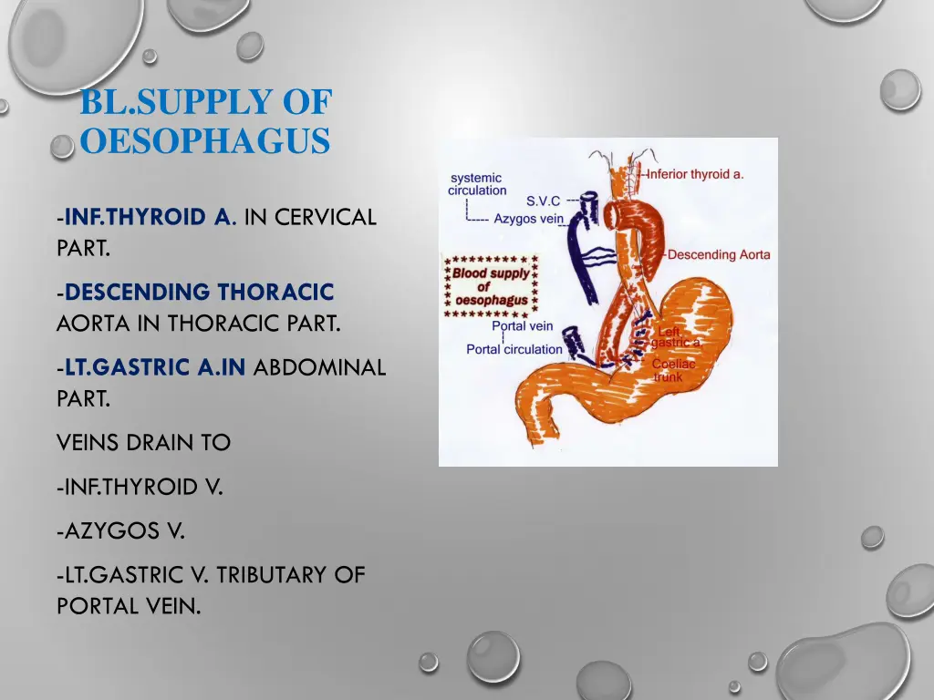 bl supply of oesophagus