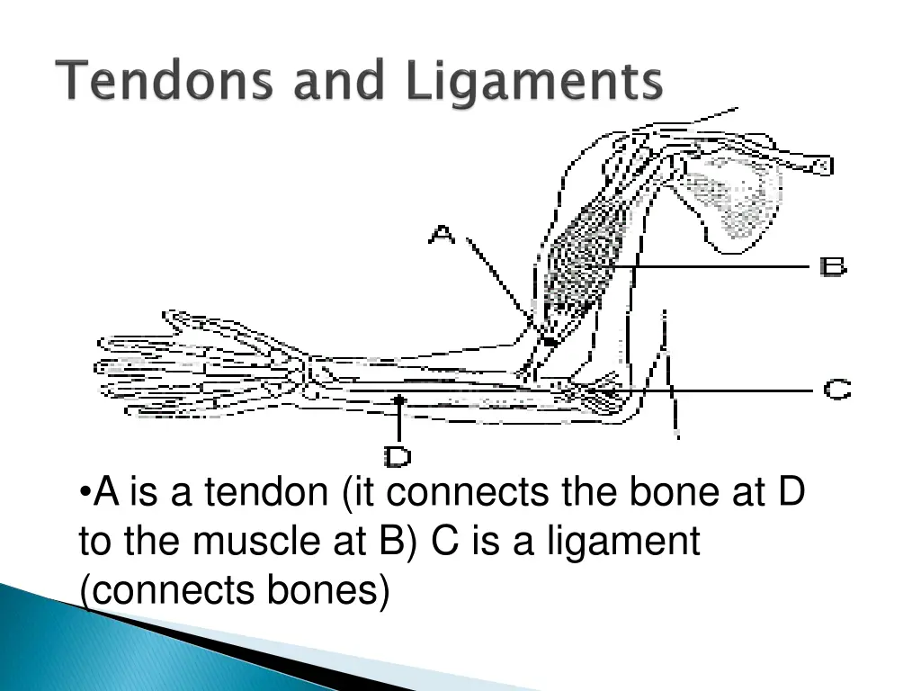 a is a tendon it connects the bone