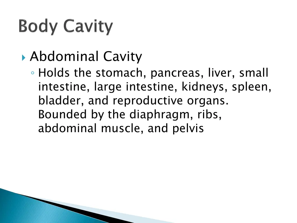 abdominal cavity holds the stomach pancreas liver