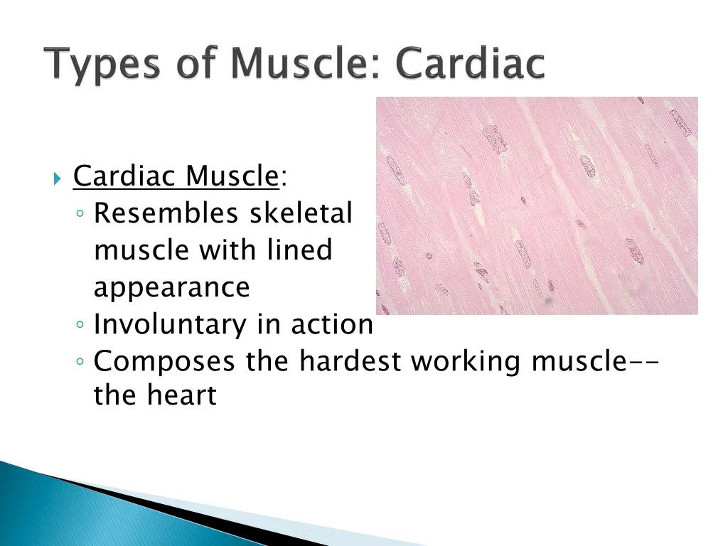 cardiac muscle resembles skeletal muscle with
