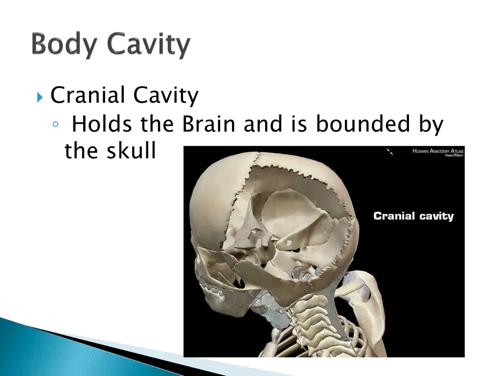 cranial cavity holds the brain and is bounded