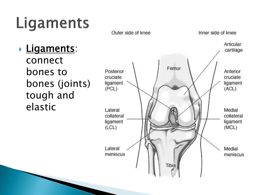 ligaments connect bones to bones joints tough