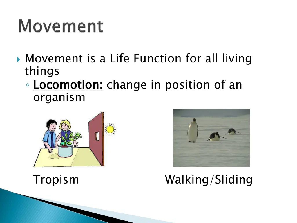 movement is a life function for all living things