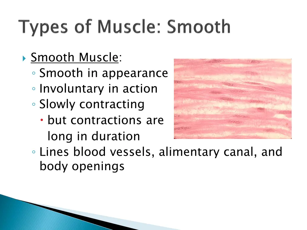 smooth muscle smooth in appearance involuntary