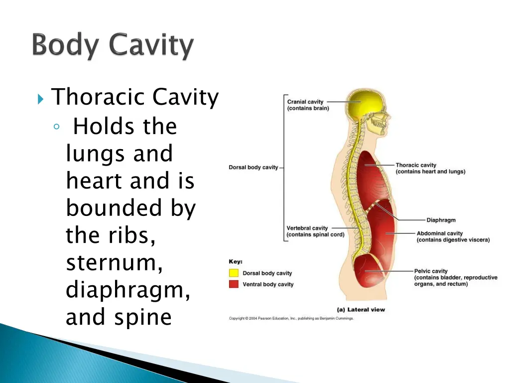 thoracic cavity holds the lungs and heart