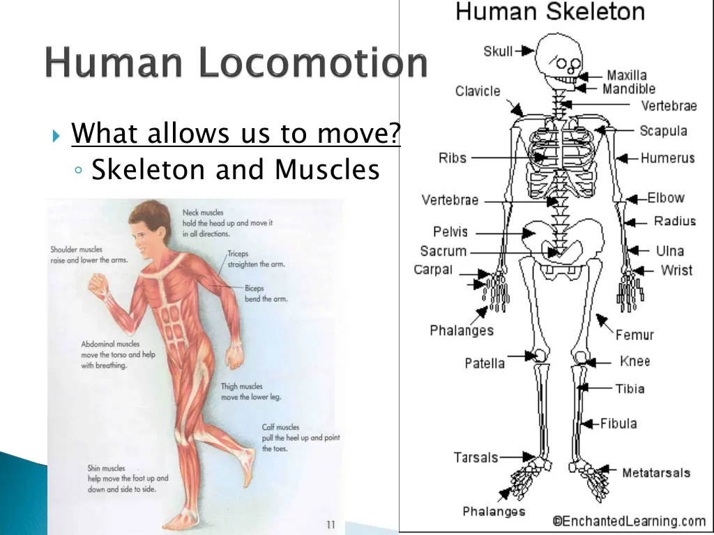 what allows us to move skeleton and muscles