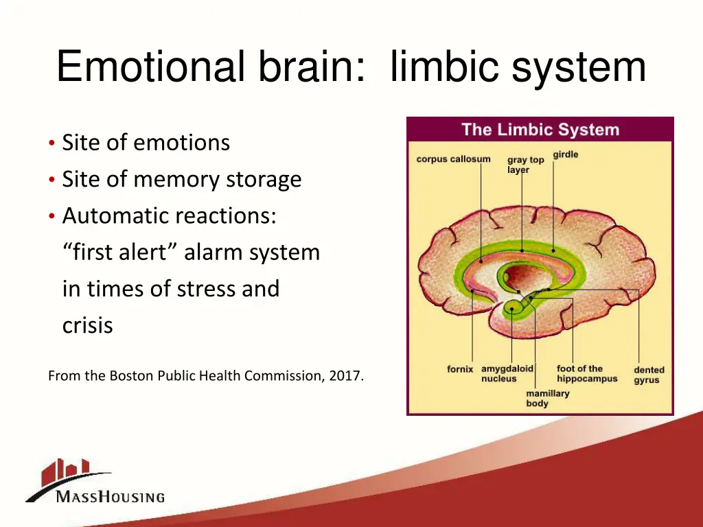 emotional brain limbic system