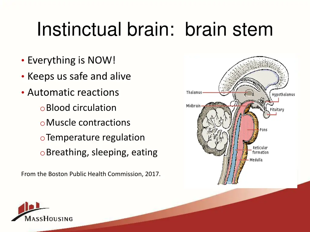 instinctual brain brain stem