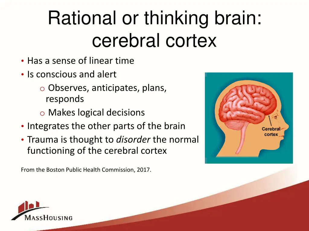 rational or thinking brain cerebral cortex