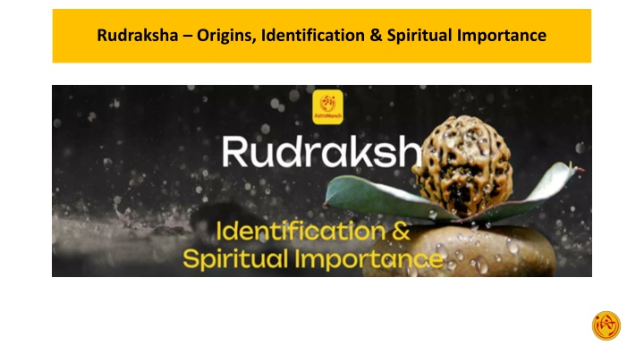 rudraksha origins identification spiritual