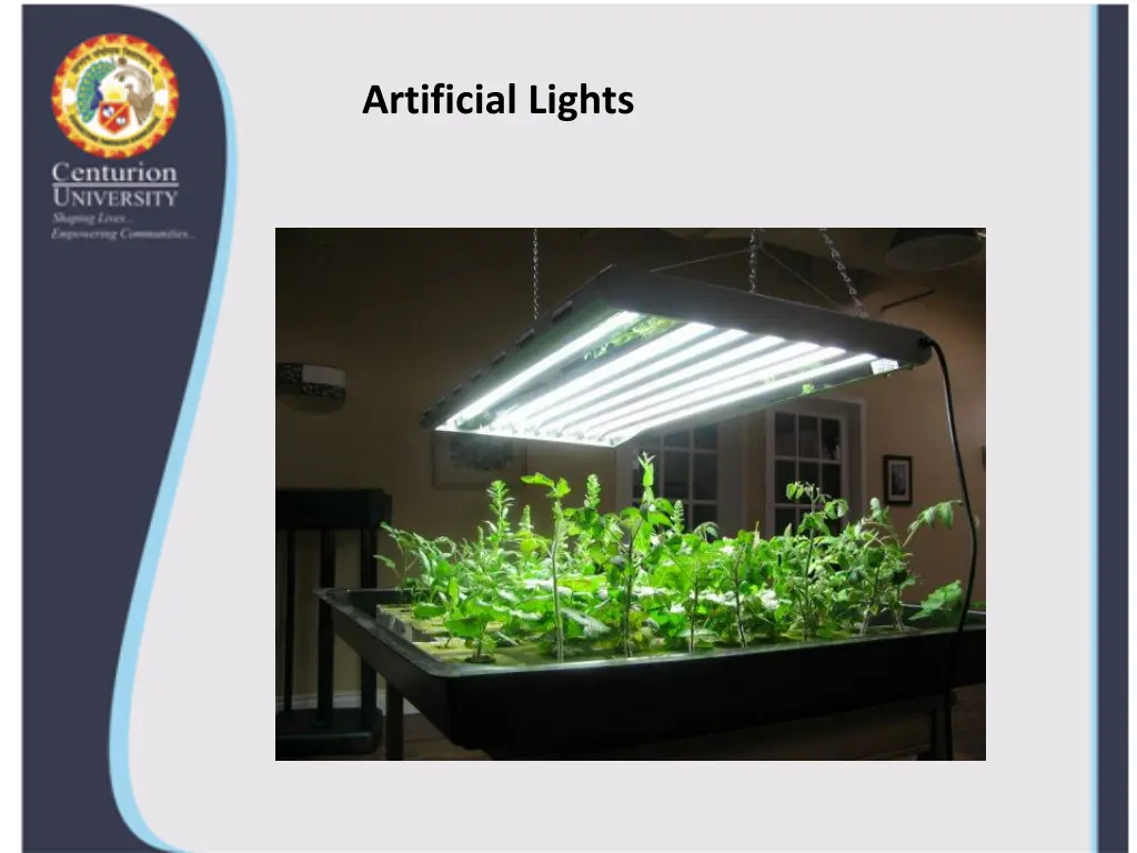 artificial lights
