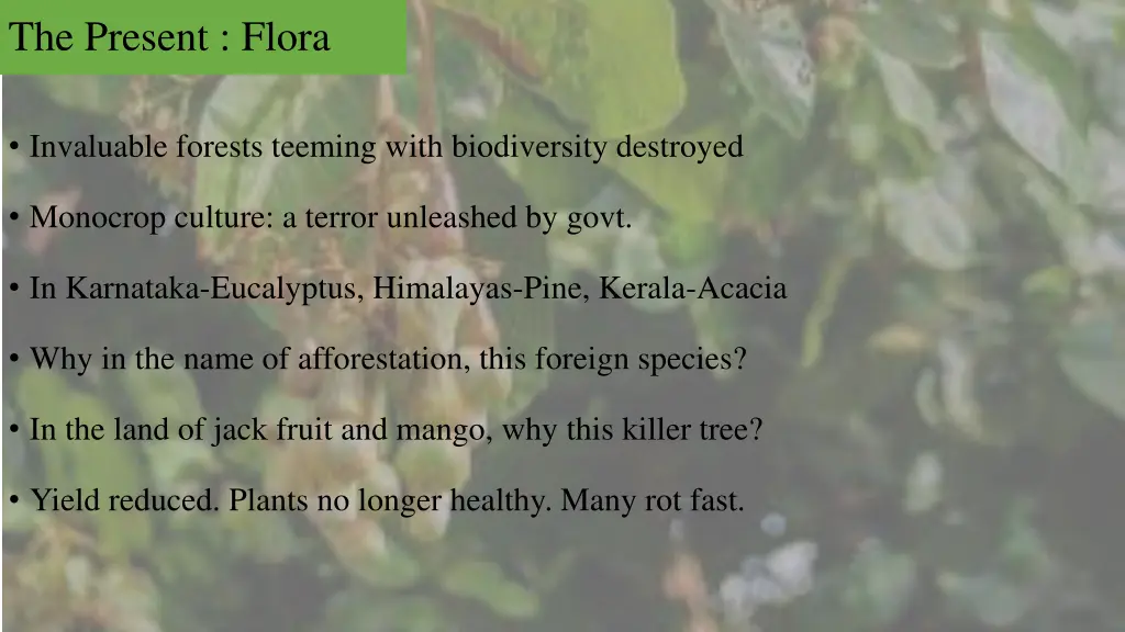 the present flora