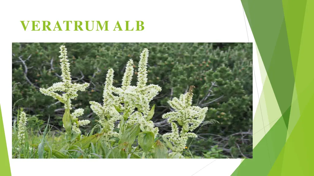 veratrum alb