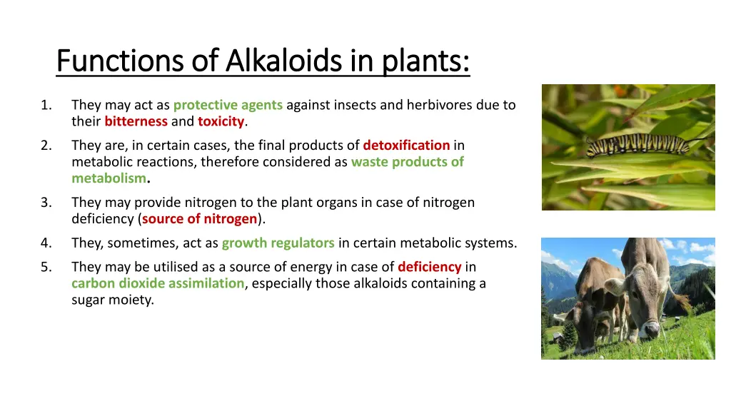 functions of alkaloids in plants functions
