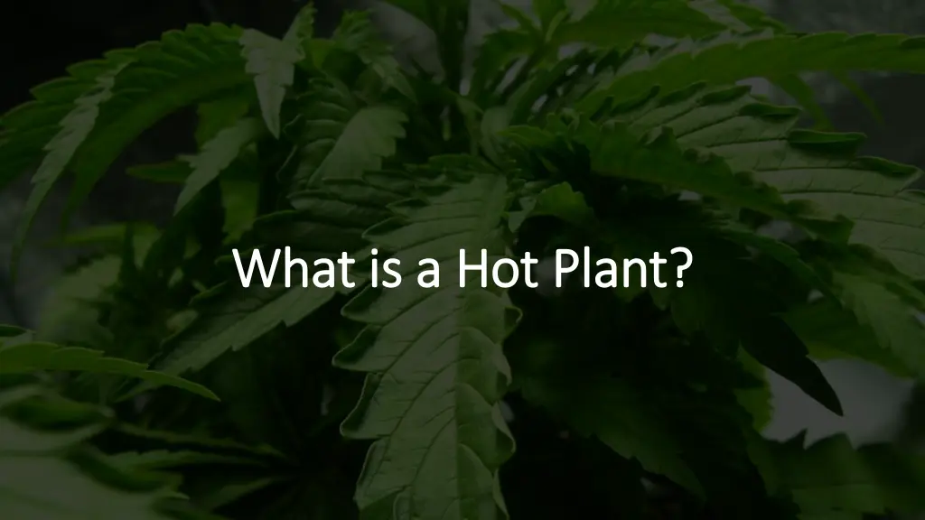 what is a hot plant what is a hot plant