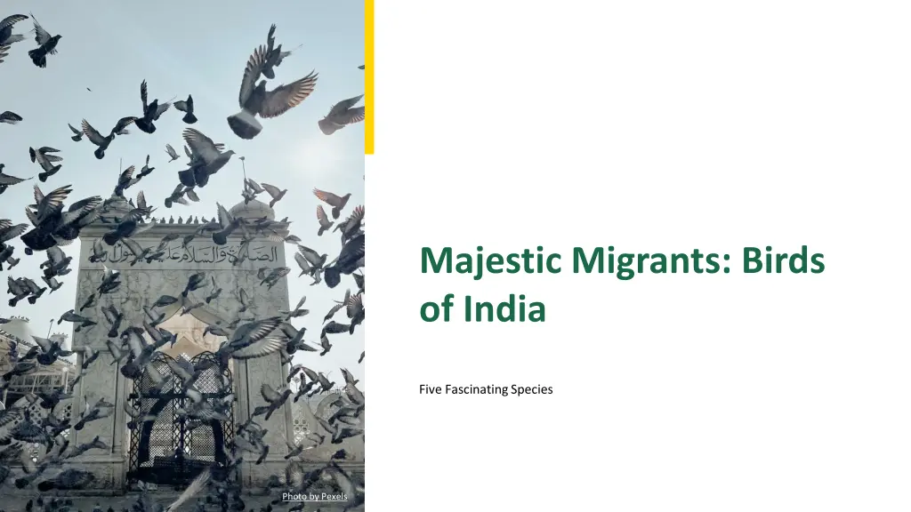 majestic migrants birds of india