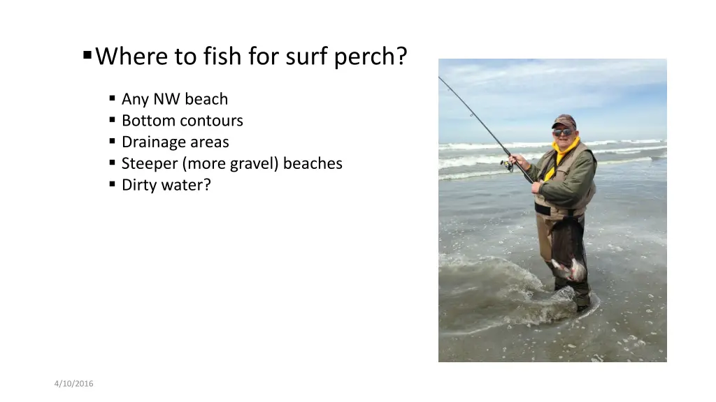 where to fish for surf perch
