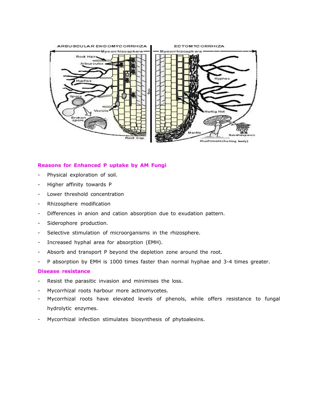 reasons for enhanced p uptake by am fungi