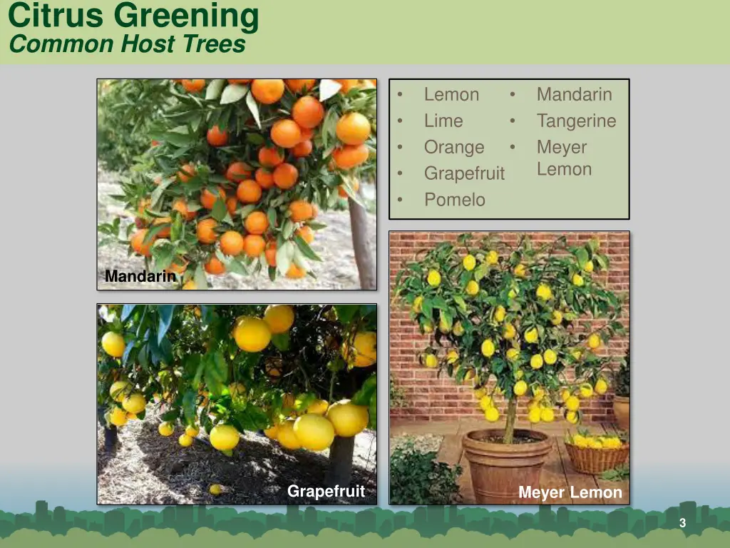 citrus greening common host trees