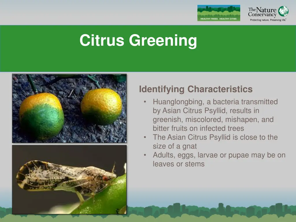 citrus greening