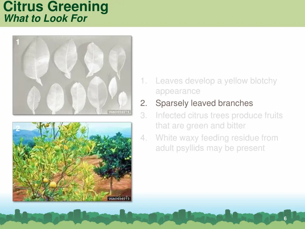 citrus greening what to look for 1