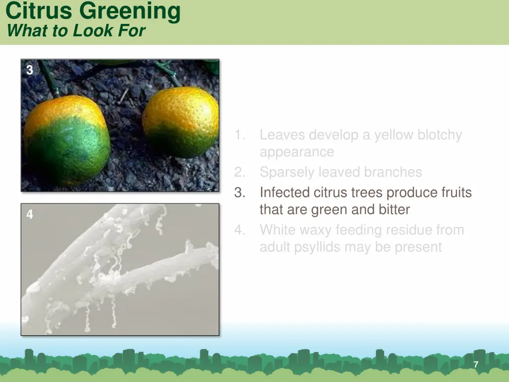 citrus greening what to look for 2