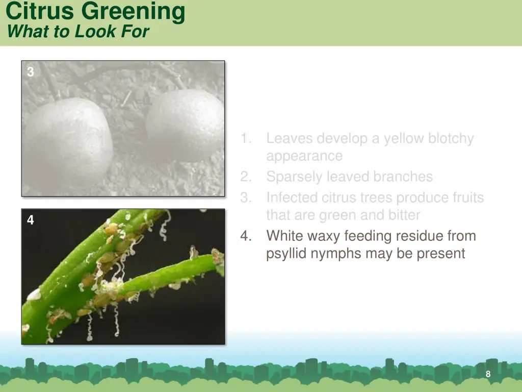 citrus greening what to look for 3