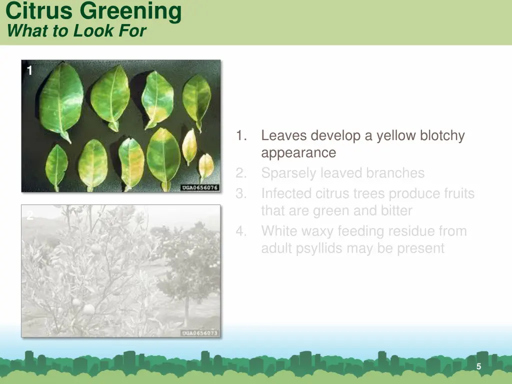 citrus greening what to look for