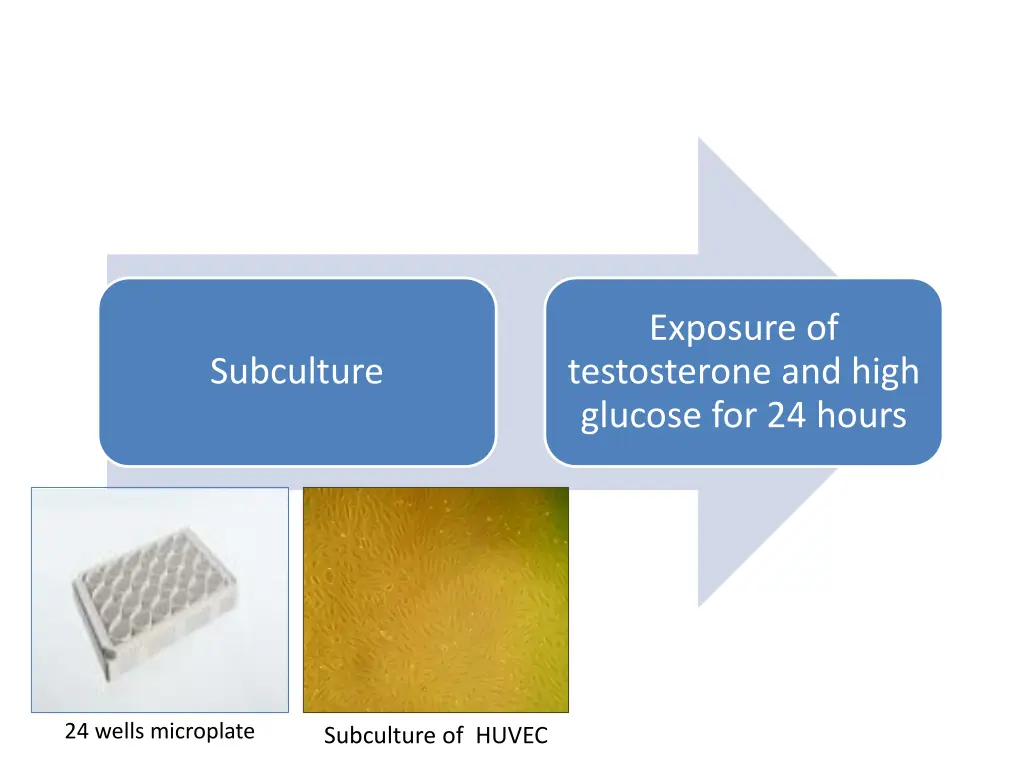 exposure of testosterone and high glucose