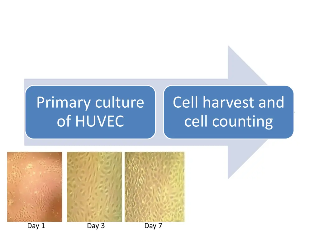 primary culture of huvec
