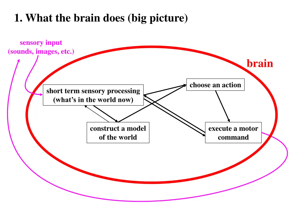 1 what the brain does big picture 1