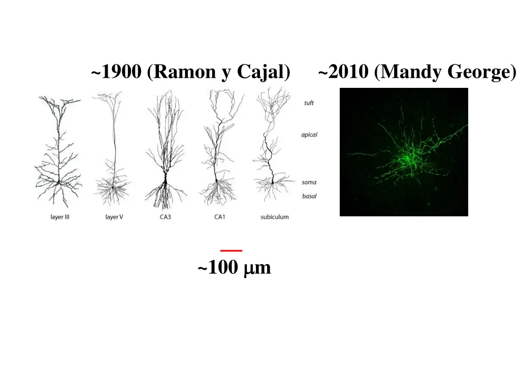 1900 ramon y cajal