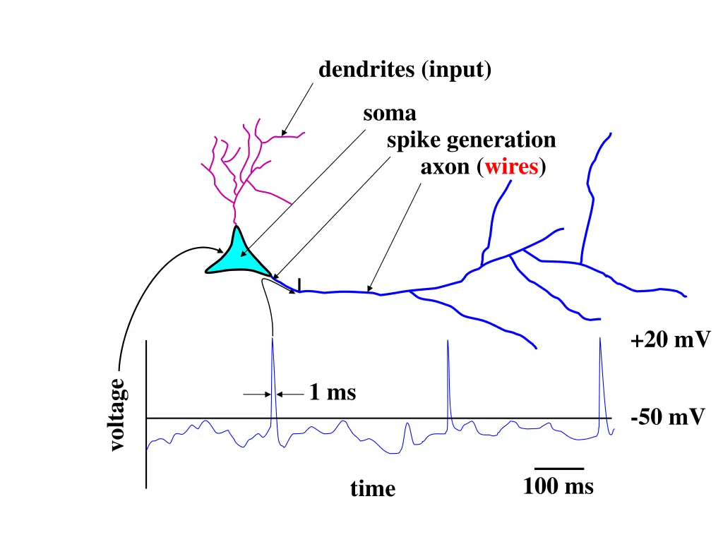 dendrites input 1