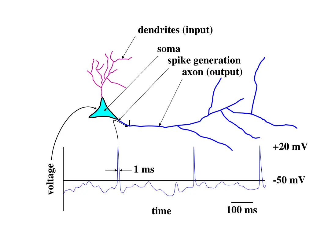 dendrites input
