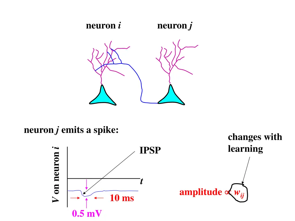 neuron i 2