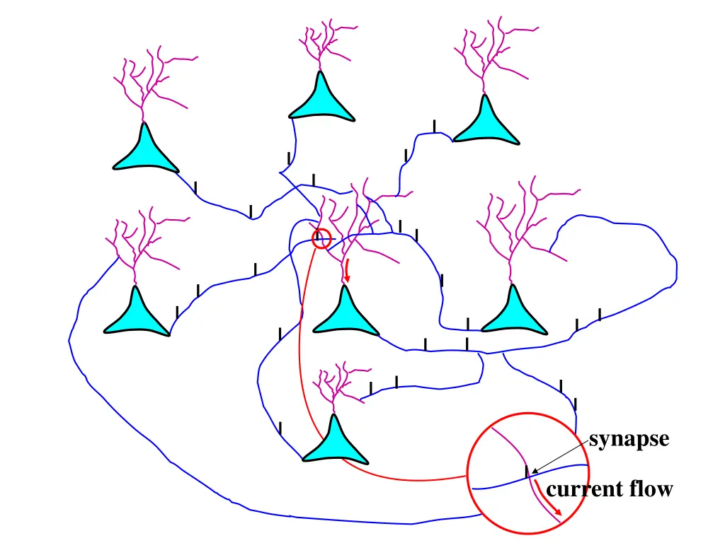 synapse