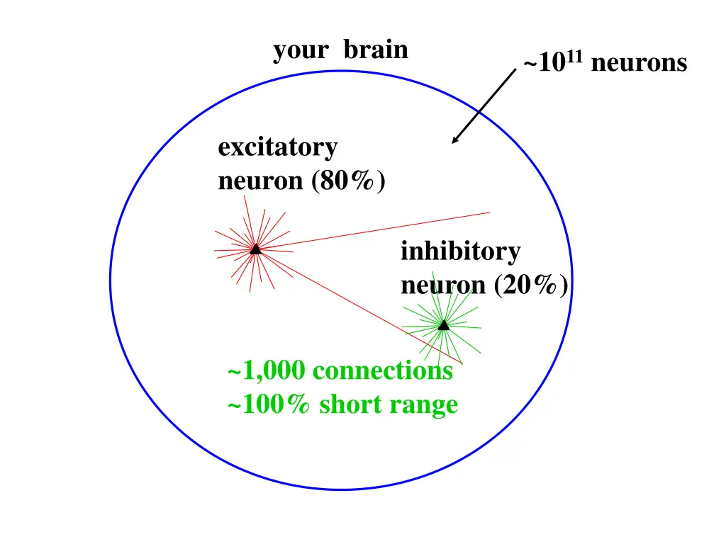 your brain 1
